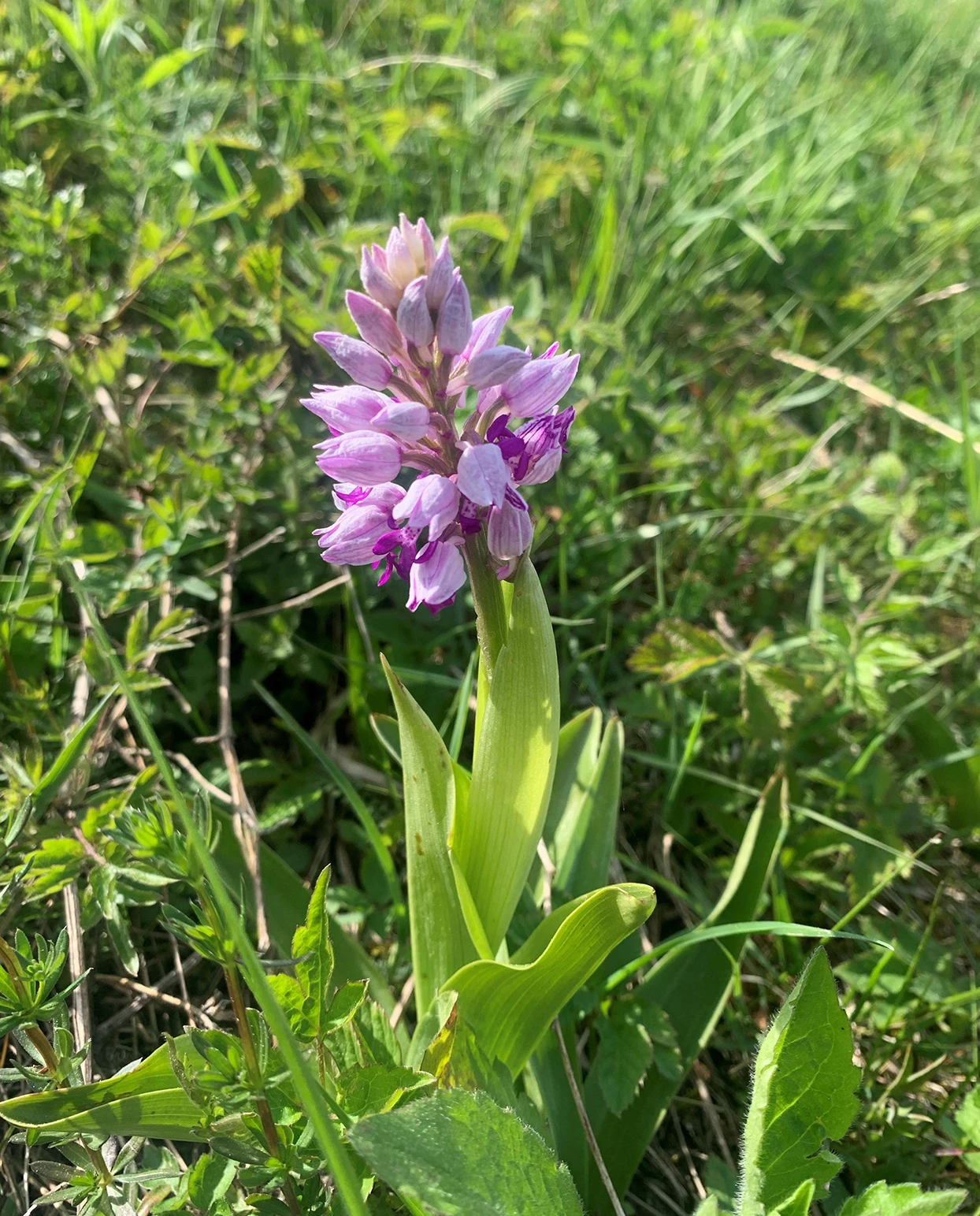 Purple blooms of a wild flower surrounded by green grass and foliage in sunlight.