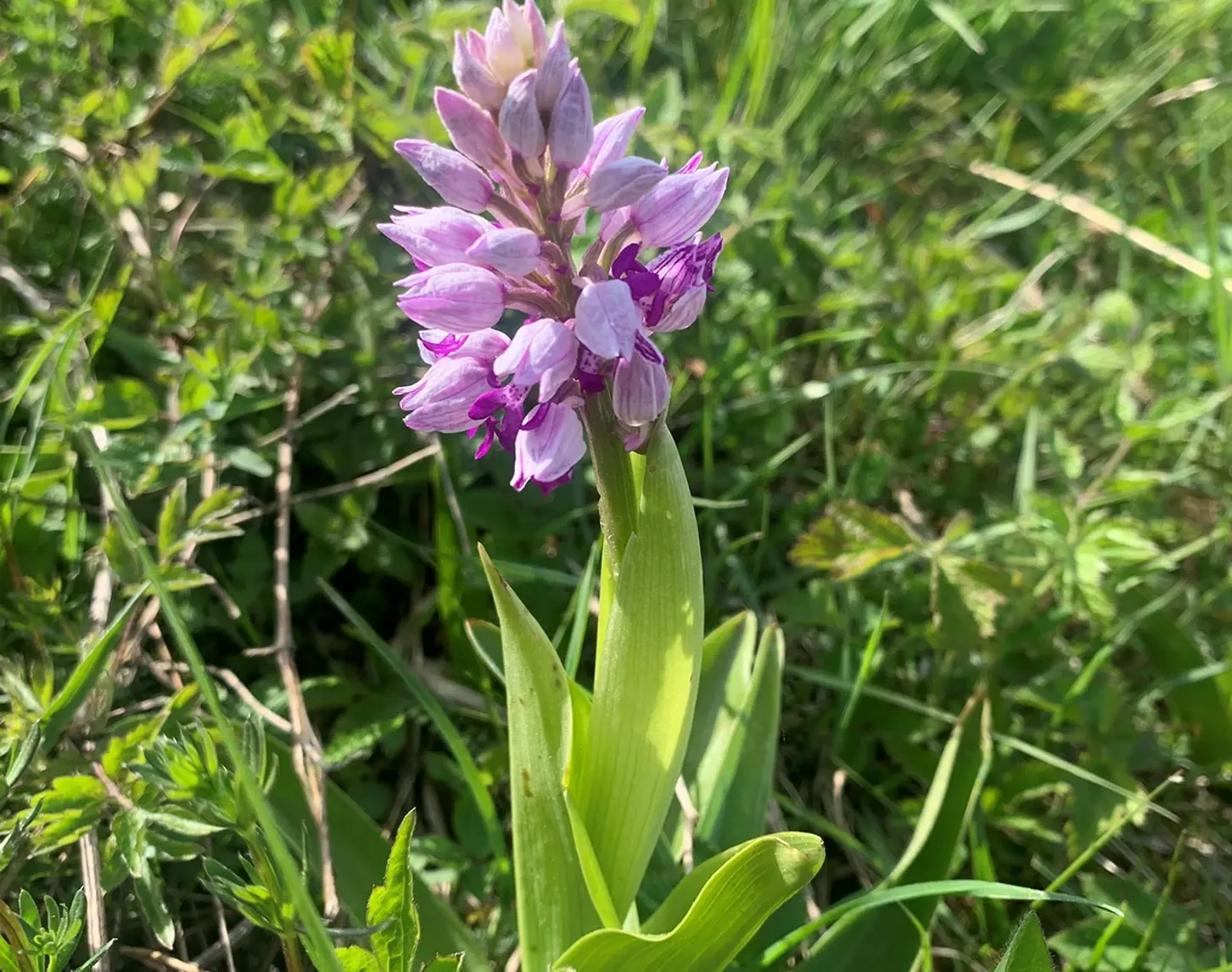 Purple blooms of a wild flower surrounded by green grass and foliage in sunlight.