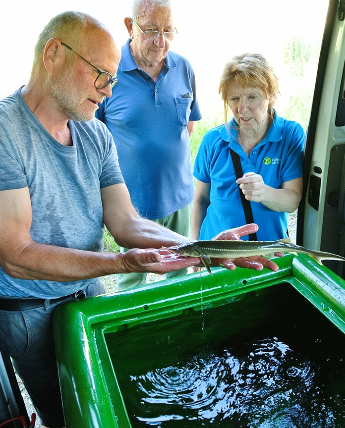 Person in blauem T-Shirt präsentiert einen kleinen, grünen Fisch über einer Kunststoffwanne.