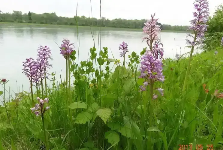 Purple flowers in the foreground with a tranquil river and lush greenery in the background on a cloudy day.