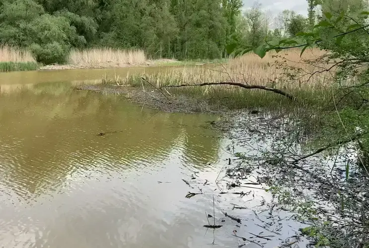 Eine naturbelassene Wasserfläche umgeben von Bäumen und Schilf.